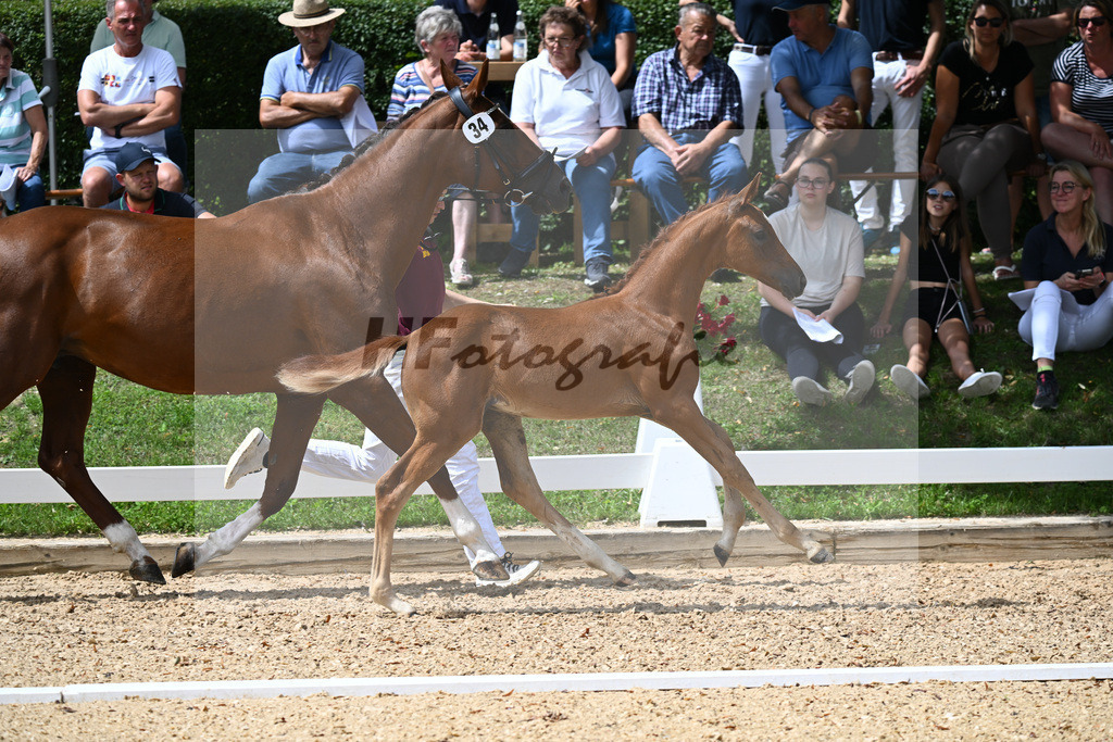 Kat-Nr. 34 SF Floricello x Del Piero_Wackerl_27230547 | hf-fotografie - Realisiert mit Pictrs.com