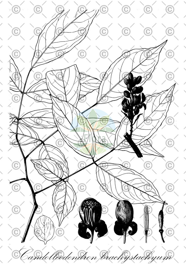 HistAbb_wfo-0000583977_1_ENZY_Simple | Historische Abbildung von Candolleodendron brachystachyum - Fabaceae | Historical Illustration of Candolleodendron brachystachyum - Fabaceae