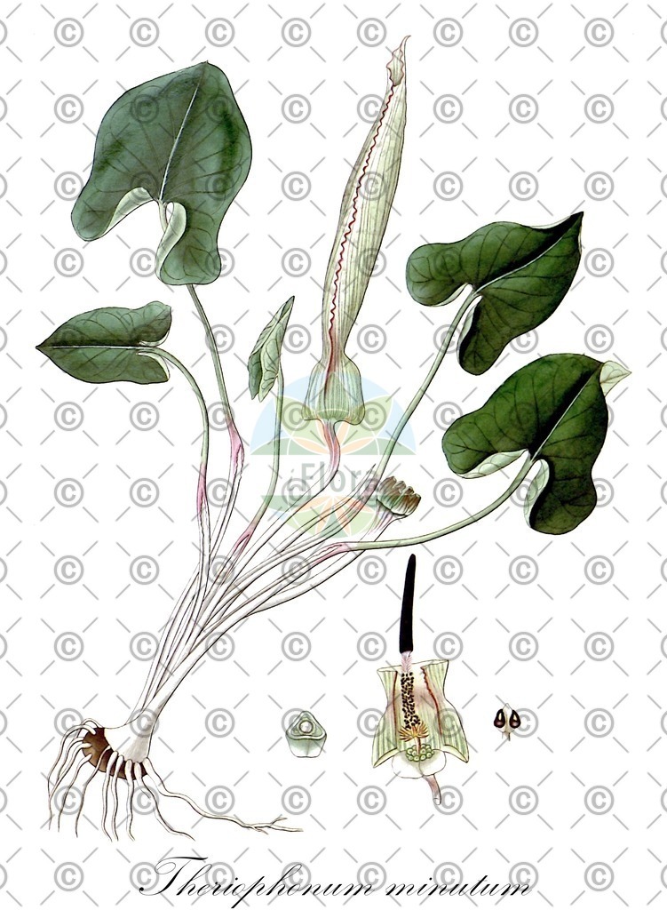 HistAbb_EMP_32417_SRC_Schlechtendal_FLORAD_SIMPLE | Historische Abbildung von Theriophonum minutum - Araceae | Historical Illustration of Theriophonum minutum - Araceae