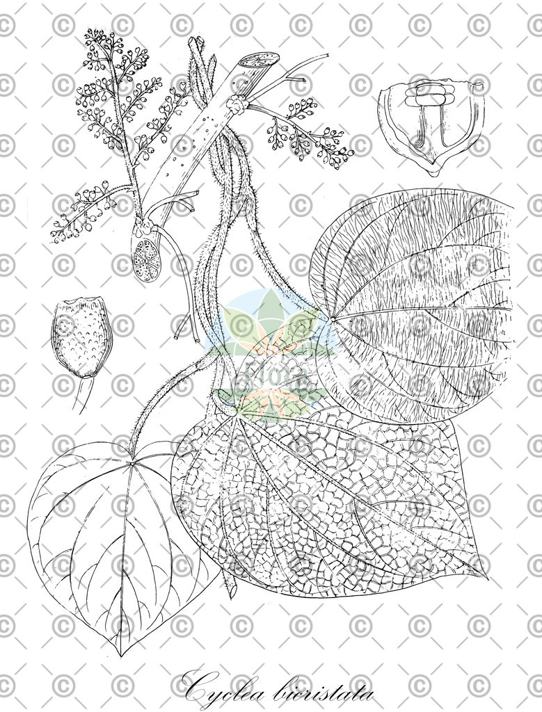HistAbb_wfo-0000632082_2_ENZY_Simple | Historische Abbildung von Cyclea bicristata - Menispermaceae | Historical Illustration of Cyclea bicristata - Menispermaceae