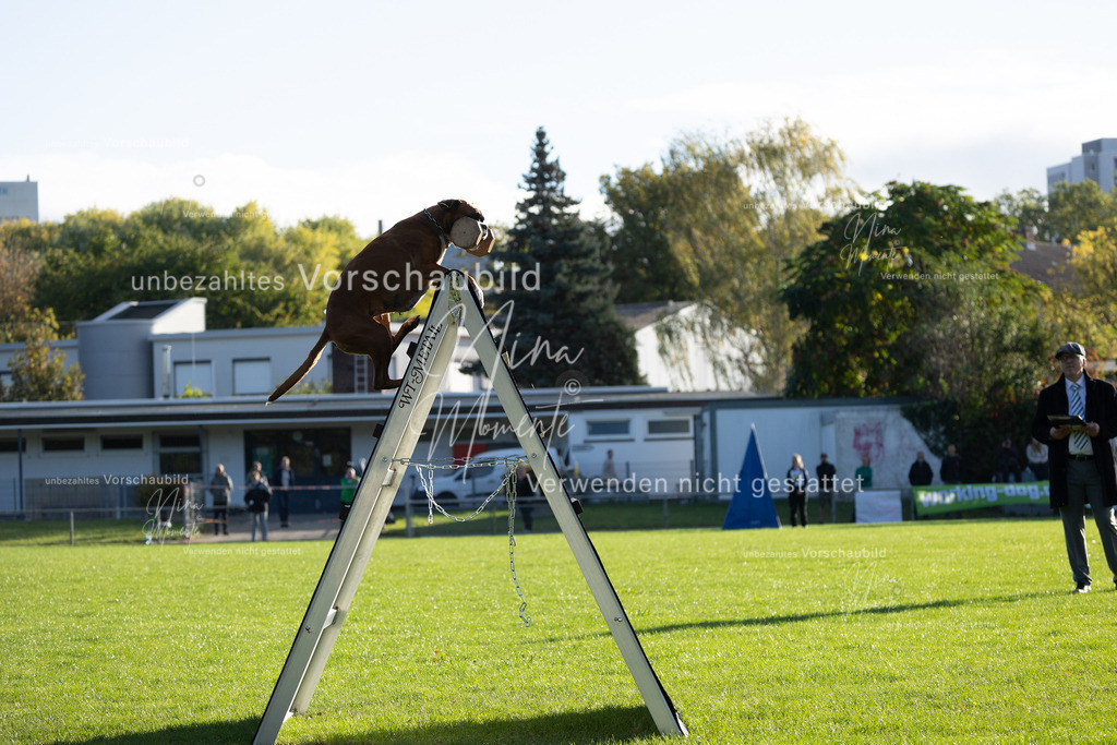 _16A4816 | Einzigartige Fotos von Hunden & Menschen –Actionfotos, Portraits, Vereinsaufnahmen & Paarshootings – authentisch, lebendig & mit Herz.