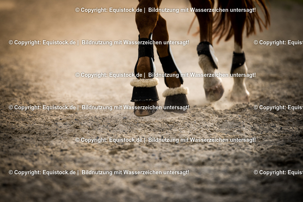 20150617_TOMsPiC_0185 | equistock