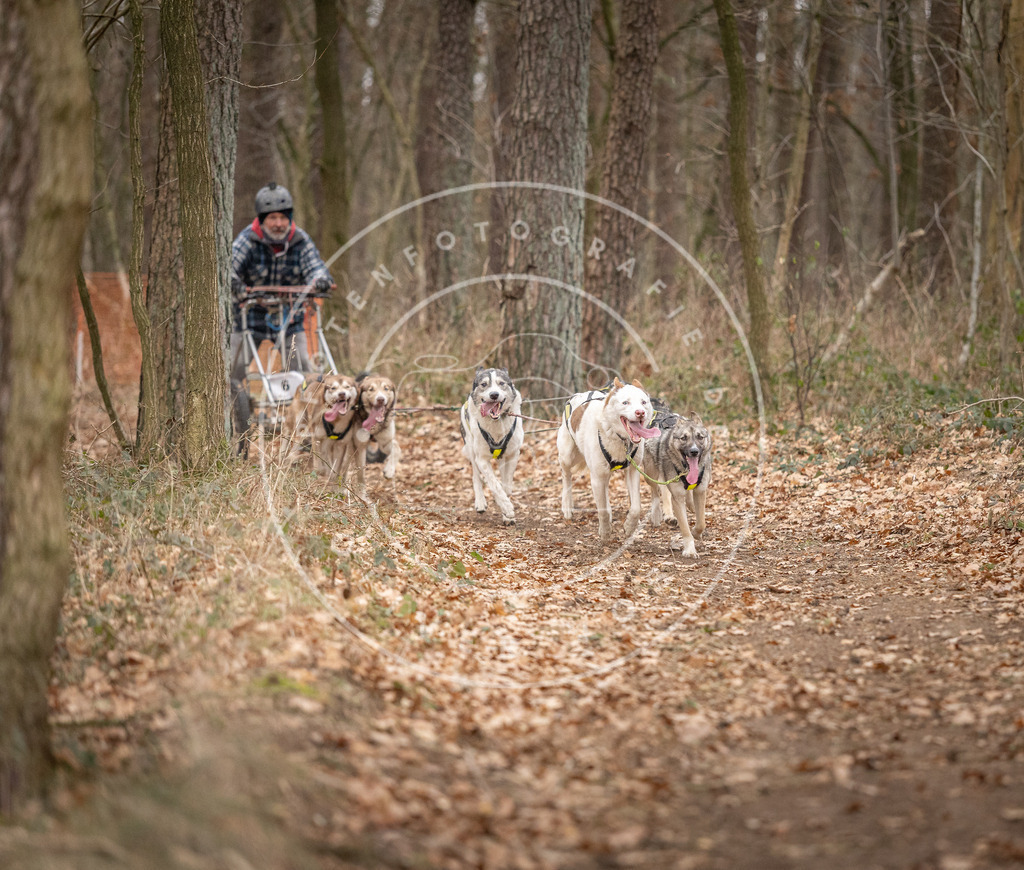Pfotenfotografie_DV3A6494 | Hundefotografie, Tierfotograf, Pfotenfotografie, Fotoshooting Hund, Hunde Portrait, Hundesport, Hundeportraits, Heideshooting, Hunde, Sportfotograf, Hundefotograf, Turnierhundsport, THS,  - Realisiert mit Pictrs.com