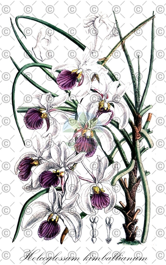 HistAbb_wfo-0000724250_1_ENZY_Simple | Historische Abbildung von Holcoglossum kimballianum - Orchidaceae | Historical Illustration of Holcoglossum kimballianum - Orchidaceae