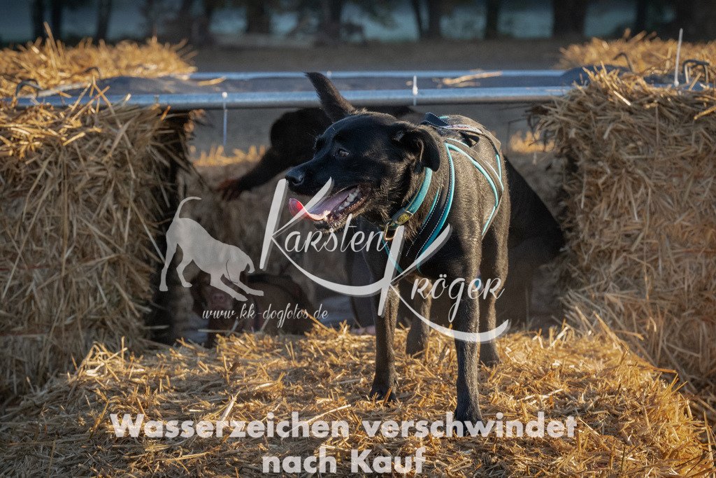 0900_ZZ90531 | kk-dogfotos