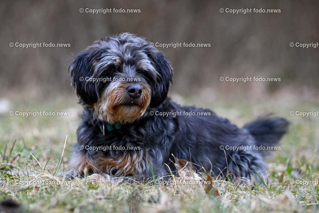 Gruenau_ Max Brick und Django_ 28.02.2024-12 | 28.02.2024, Gruenau im Almtal, AUT, Max Brick, im Bild Hund Django (Jagdterrier)