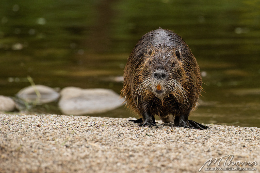 Nutria | Dies ist der Online-Shop von naturfoto.michaelthoma.de. Ich bin leidenschaftlicher Naturfotograf und fotografiere von der Andromedagalaxie bis zum Zwergtaucher, von der Ameise bis zum Orionnebel alles was mit Natur zu tun hat. Hier kann eine Auswahl meine - Realisiert mit Pictrs.com