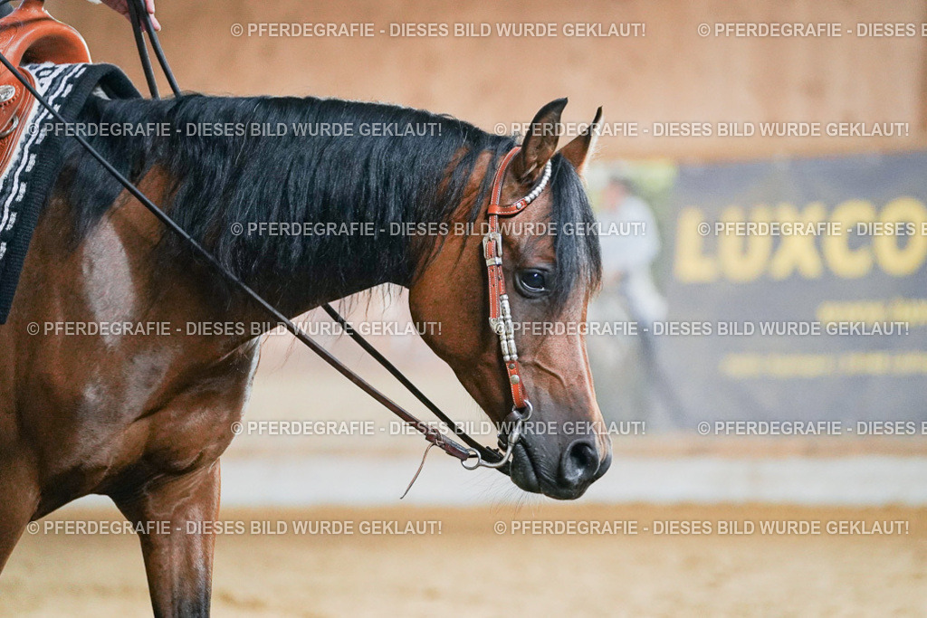 DSC05703 | Pferdegrafie