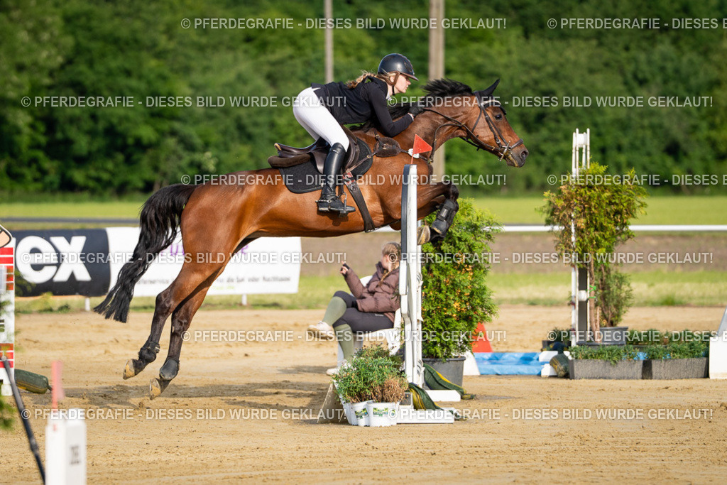 DSC02689 | Pferdegrafie