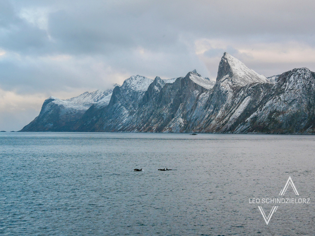 Fotografie_Leo_Schindzielorz_Winter_Norwegen_Senja_Fiord_Orkas | Atmosphärische Landschaftsbilder & Drohnenaufnahmen aus dem Allgäu, Tirol, Südtirol & der Schweiz – ideal für Leinwanddrucke & zur stilvollen Raumgestaltung. - Realisiert mit Pictrs.com