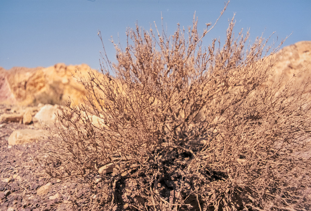 Landschaft in Israel | Online Shop für Christen: Christliche Poster XXL, Plakate, Wandbilder als Leinwand & christliche Postkarten, Kalender, Sticker & Lizenzen zum Download. Die Kunstwerke im christliche Geschenke Shop zeigen die Jahreslosung 2025, Gott, Jesus & mehr.