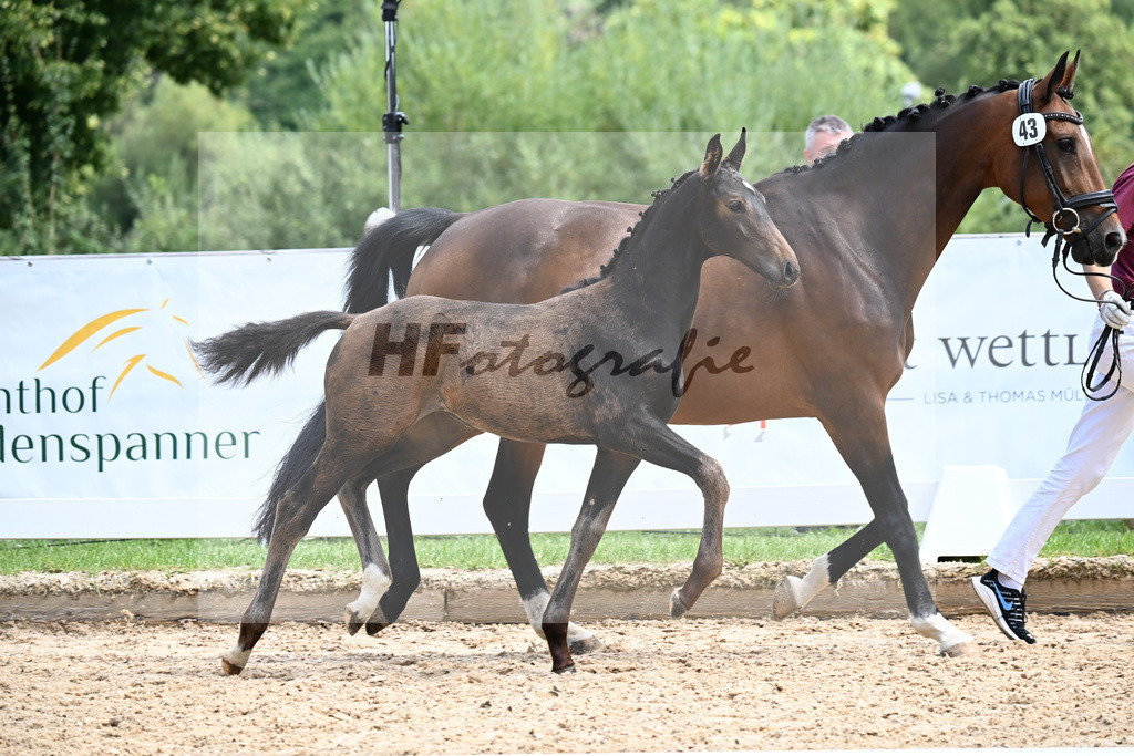 Kat-Nr. 43 Va Bene x Antango_SF_Wadenspanner_29251086 | hf-fotografie - Realisiert mit Pictrs.com