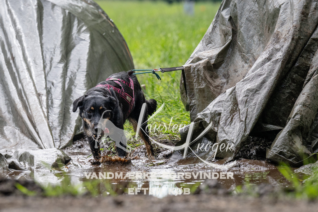 0947_ZZ91742 | kk-dogfotos