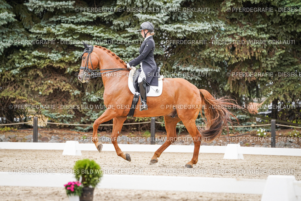 DSC05287 | Pferdegrafie