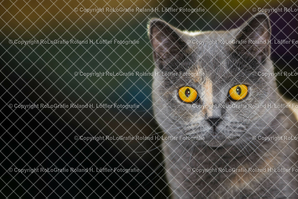 Katze | Katzenporträt Britisch Kurzhaar - Realisiert mit Pictrs.com