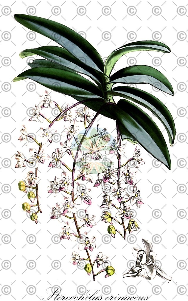 HistAbb_wfo-0000316748_2_ENZY_Simple | Historische Abbildung von Stereochilus erinaceus - Orchidaceae | Historical Illustration of Stereochilus erinaceus - Orchidaceae