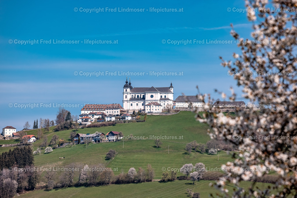 Birnbaumblute Mostviertel 28042021-3147 | Fotos und Fotoprodukte - Realisiert mit Pictrs.com