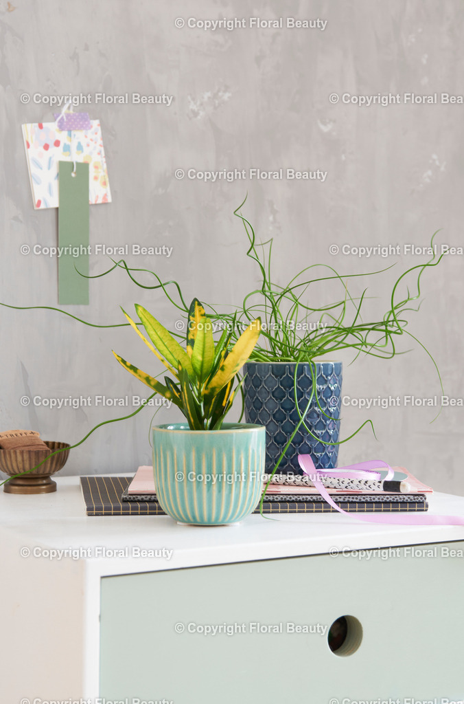 Codiaeum variegatum Wunderstrauch | Wunderstrauch mit Liebeslocke stehen auf einer Kommode. - Realisiert mit Pictrs.com