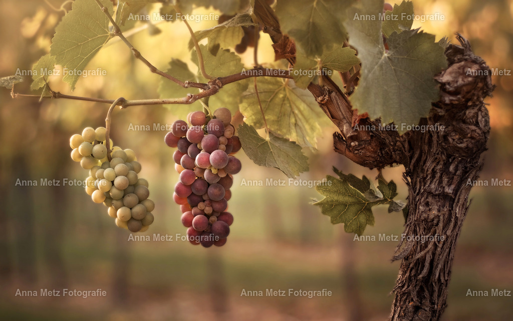 IMG_1543 | anna-metz - Realisiert mit Pictrs.com