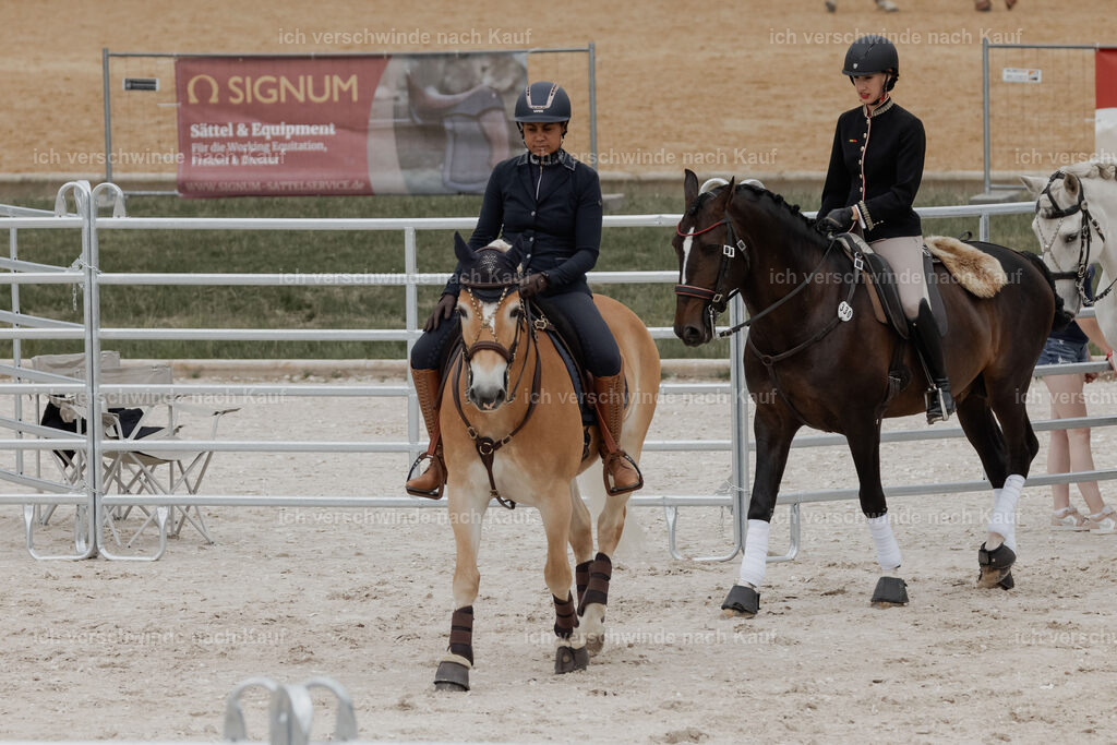 WE__Stoib_Rinder_PI2025_2999 | Pferd International München 2025