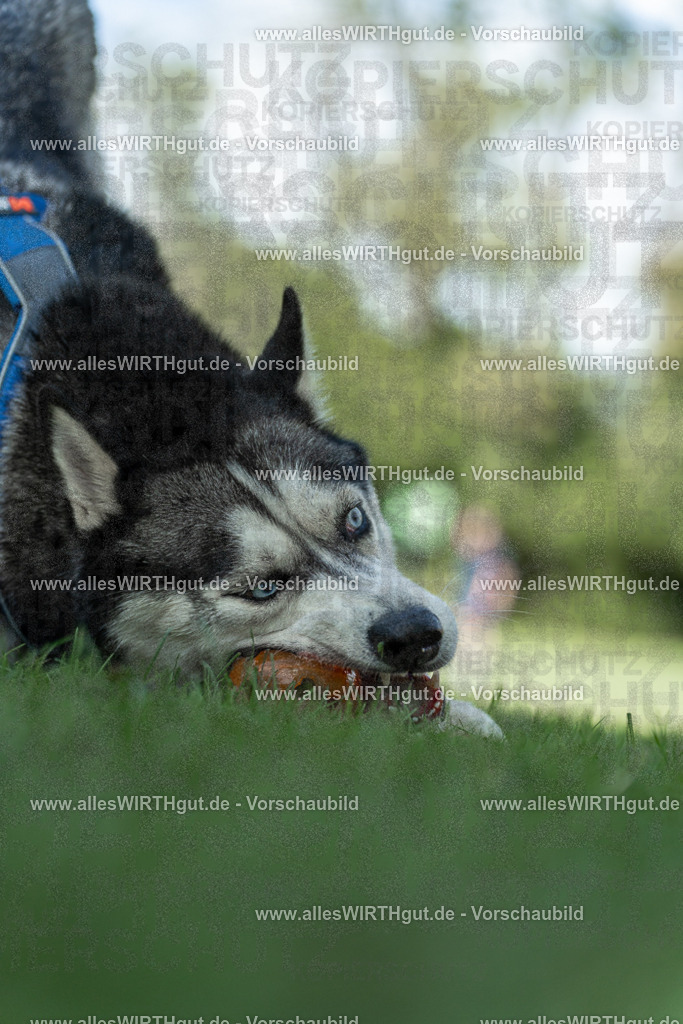 Hundeschwimmen_Volksbad_2026-allesWIRTHgut_Tierfotografie-2609061226-113627-7R500047 | Professionelle Tierfotografie in Mönchengladbach von Daniel Wirth (allesWIRTHgut). Liebevolle & natürliche Bilder von Hunden & Katzen für unvergessliche Erinnerungen.