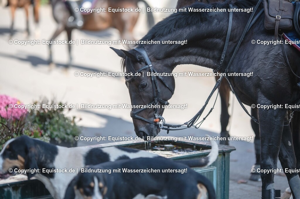 20251011_Jagd-Marbach_0642 | Foto: Thomas Hartig