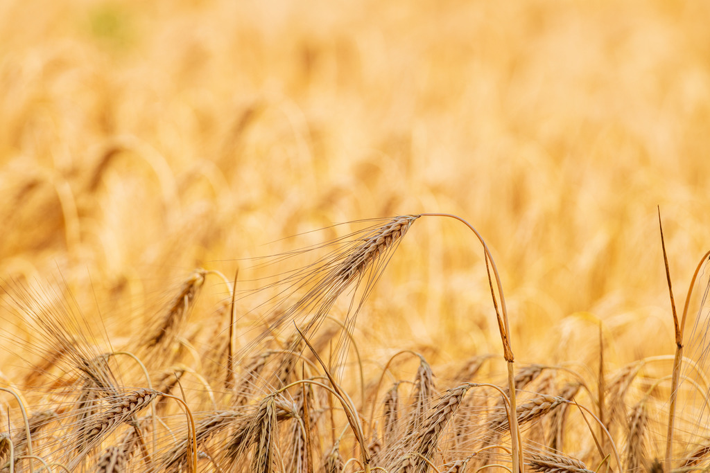 2022_06_30_KORNFELD_MCP0240 | Hochwertig gedruckte Fotografien für die Wand, als Kalender und zum Verschenken. Hamburg & Norddeutschland und überall wo ich mit der Kamera unterwegs war.