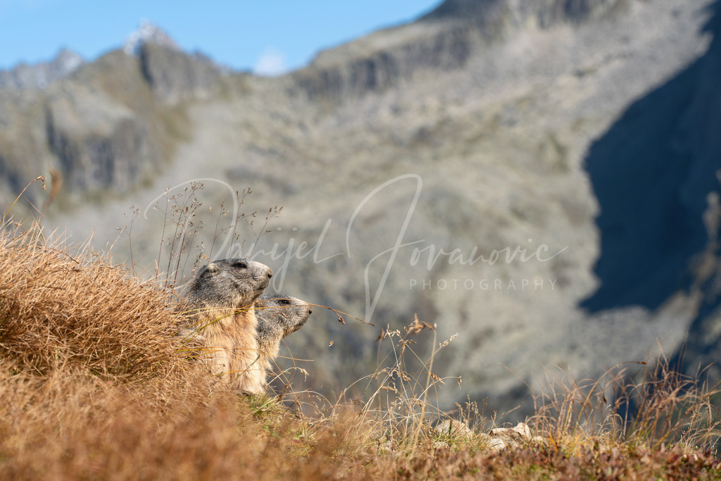 Murmeltiere | Murmeltiere bei der Olperer Hütte