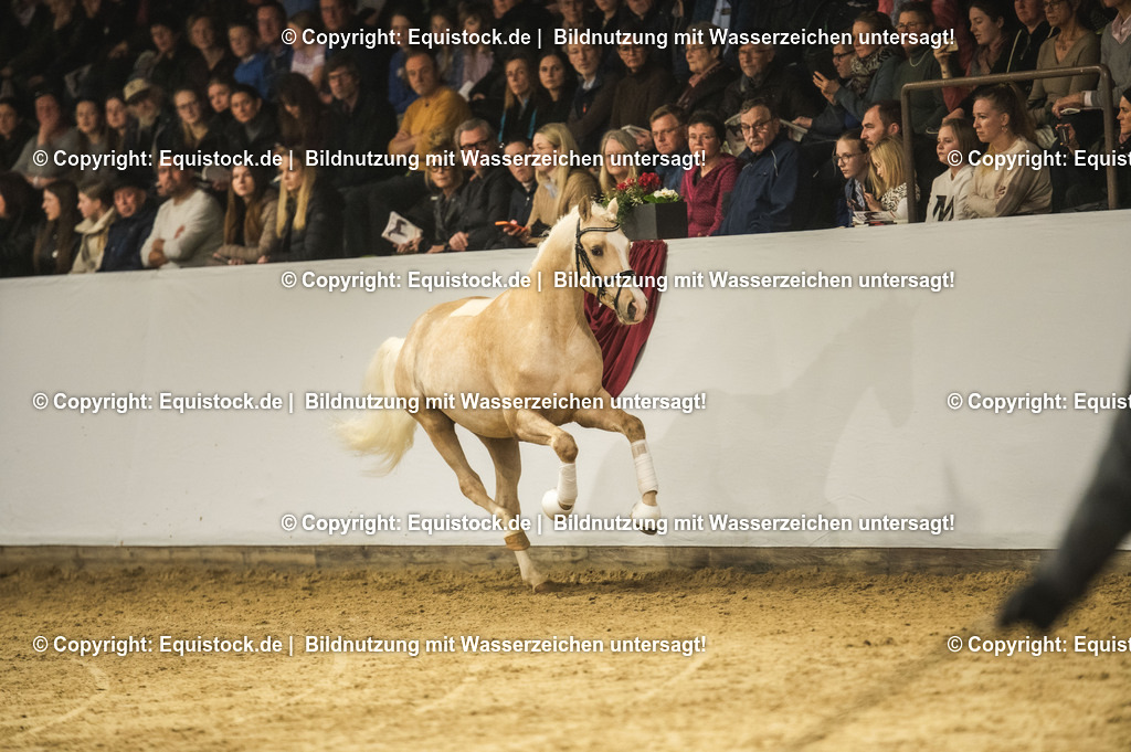20240302_Hengstvorstellung_Marbach_TOMsPiC_0829 | equistock