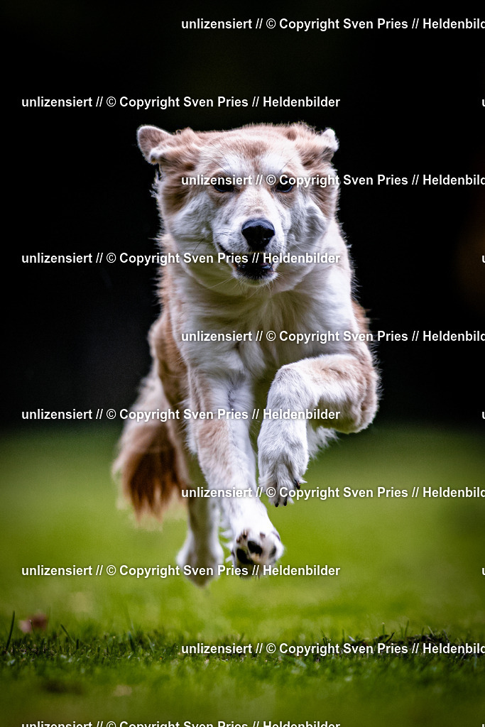 Sven Pries | 2025-10-03 - Hunderennen Obergrombach - Realisiert mit Pictrs.com