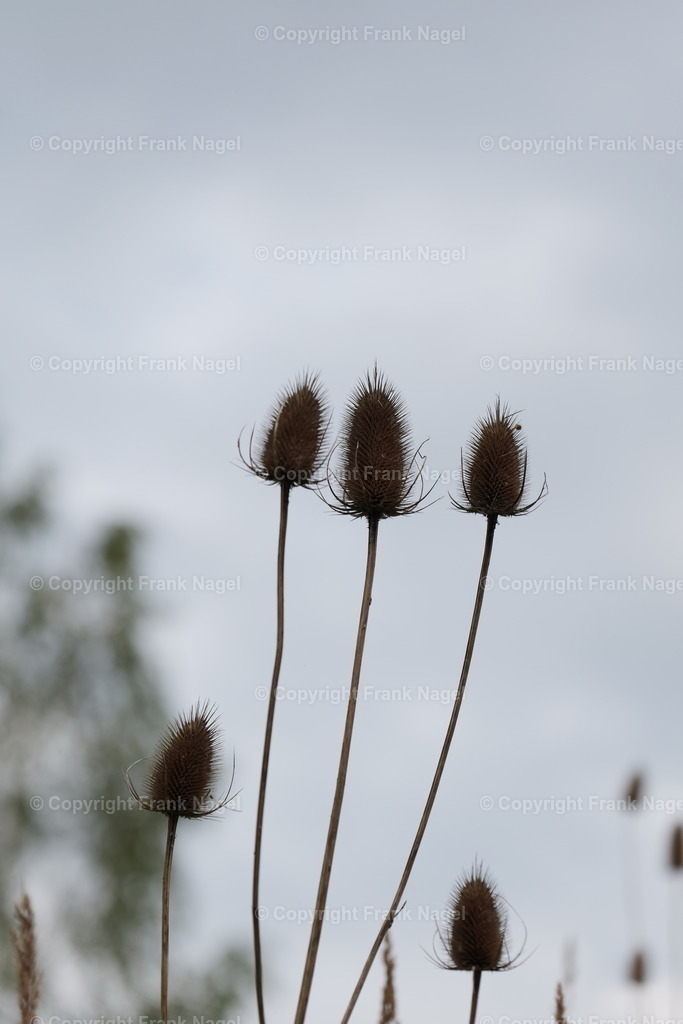 Wilde Karde | Die wilde Karde ähnelt einer Distel und ist eine mediterrane Pflanze, kommt aber auch im Norden vor - Realisiert mit Pictrs.com