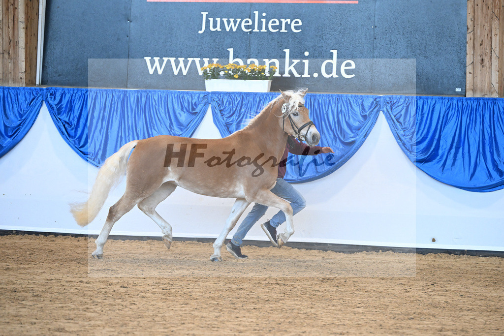Bl. Band Kat-Nr. 14 Samira v. Samir_Schmeiser_48241214 | hf-fotografie - Realisiert mit Pictrs.com
