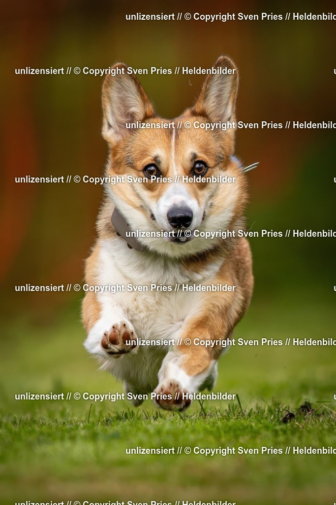 Sven Pries | 2024-09-22 - Hunderennen Baden-BadenPudelverein - Realisiert mit Pictrs.com