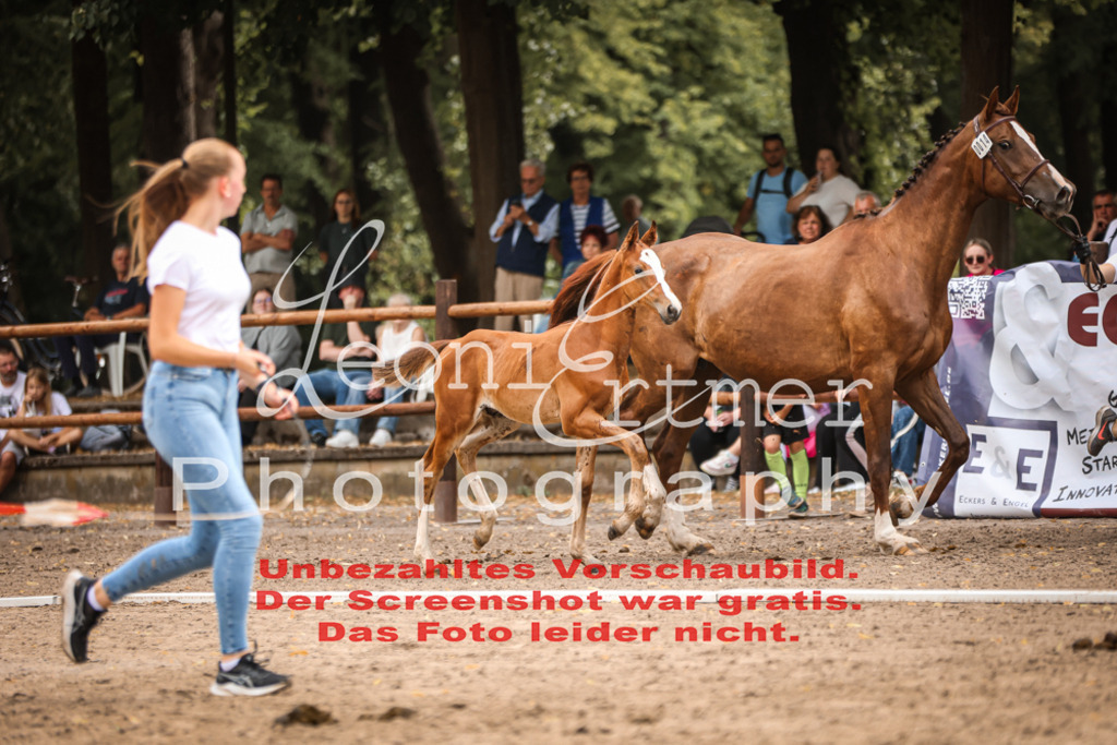 SaFohlen00133 | Leoni Ertmer Photography - Realisiert mit Pictrs.com