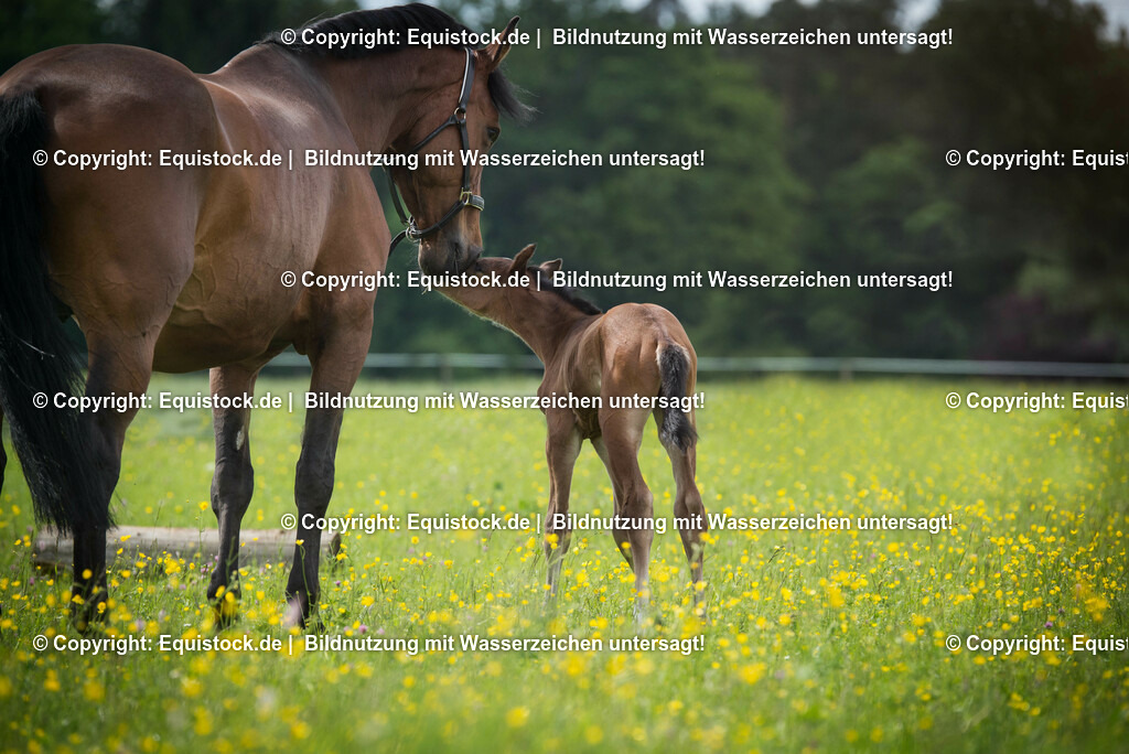 20150529_Fohlen_0037 | equistock
