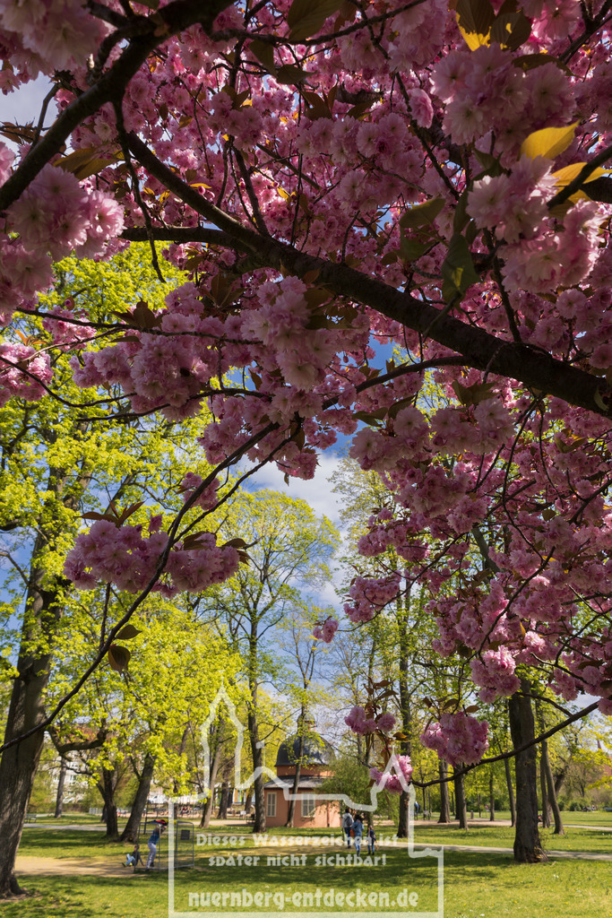 Cramer-Klett-Park im Frühling | Der Cramer-Klett-Park, außerhalb der Stadtmauer von Nürnberg, ist im Frühling ein Blütenmeer. Auf diesen Bild blickt man auf das Marionettentheater welches in der Mitte des Parks als einziges Gebäude steht.  - Realisiert mit Pictrs.com