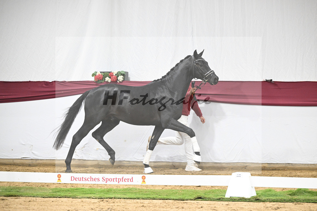 Kat-Nr. 38 Vivanero x Bretton Woods_Hanna Stengele_47251327 | hf-fotografie - Realisiert mit Pictrs.com