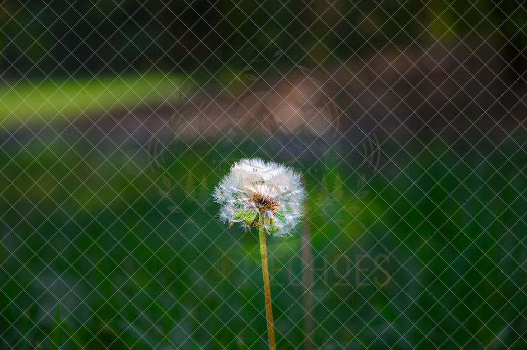 Little Things Beauty | Wir bieten diverse Fotodrucke und Produkte entweder bereits vorgefertigter und selbstgeschossener Motive, sowie auch die Möglichkeit eigene Motive auf diverse Foto- und Wandbildartikel zu drucken. Eigene Uploads finden Sie im Warenkorb oder am unteren End - Realisiert mit Pictrs.com