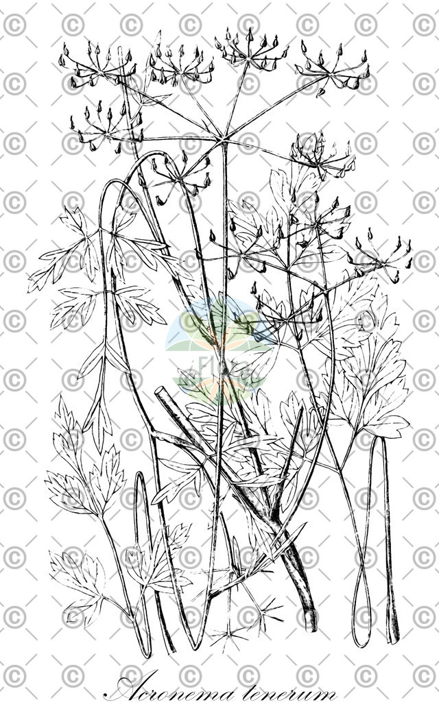 HistAbb_wfo-0000518774_1_ENZY_Simple | Historische Abbildung von Acronema tenerum - Apiaceae | Historical Illustration of Acronema tenerum - Apiaceae