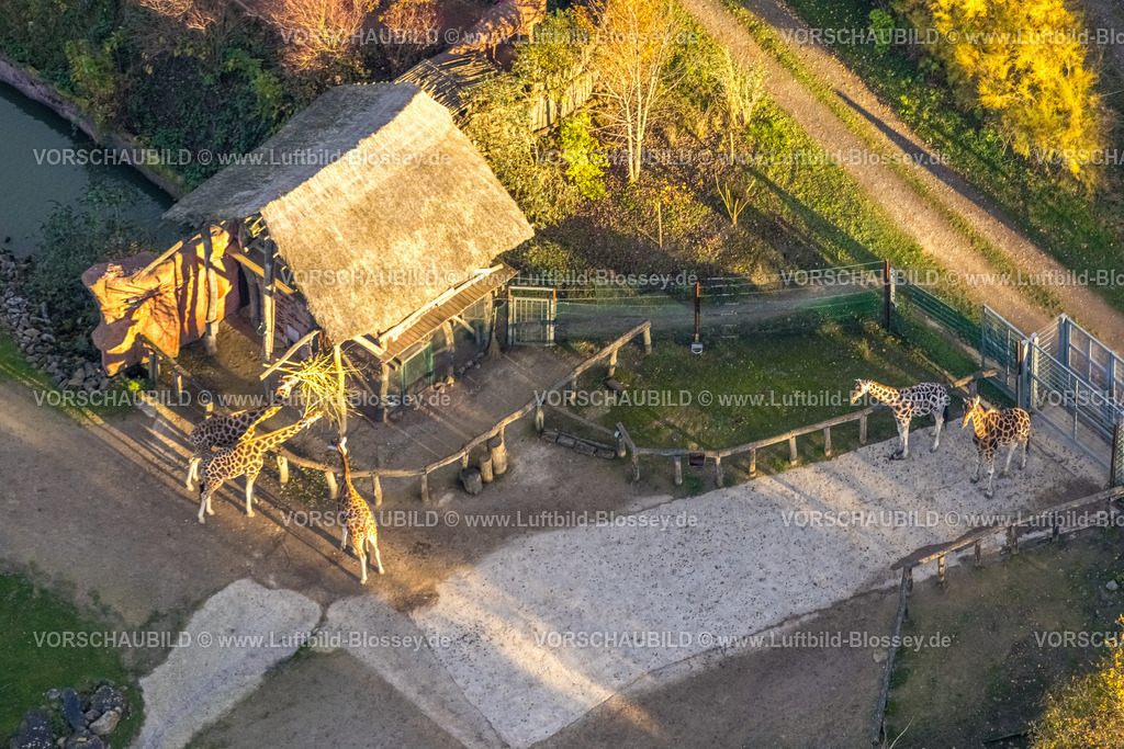 Gelsenkirchen251103278 | Luftbild, Serengeti view Giraffen Gehege im Zoo Zoom Erlebniswelt, Bismarck, Gelsenkirchen, Ruhrgebiet, Nordrhein-Westfalen, Deutschland