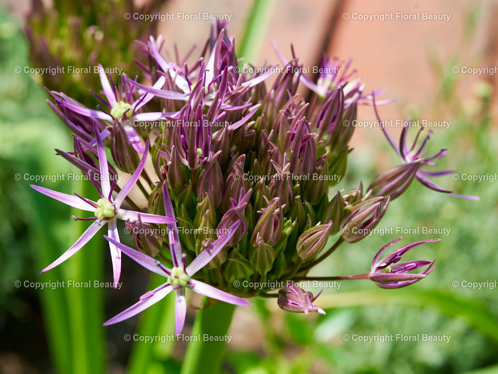 Wandbild Allium Cristiophii | Allium Cristiophii, besonders exotisch und schön. Als Wandbild Blumenmotiv mal anders.  - Realized with Pictrs.com