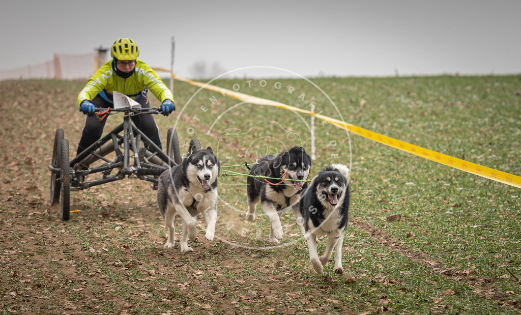 Pfotenfotografie_DV3A4636 | Hundefotografie, Tierfotograf, Pfotenfotografie, Fotoshooting Hund, Hunde Portrait, Hundesport, Hundeportraits, Heideshooting, Hunde, Sportfotograf, Hundefotograf, Turnierhundsport, THS,  - Realisiert mit Pictrs.com
