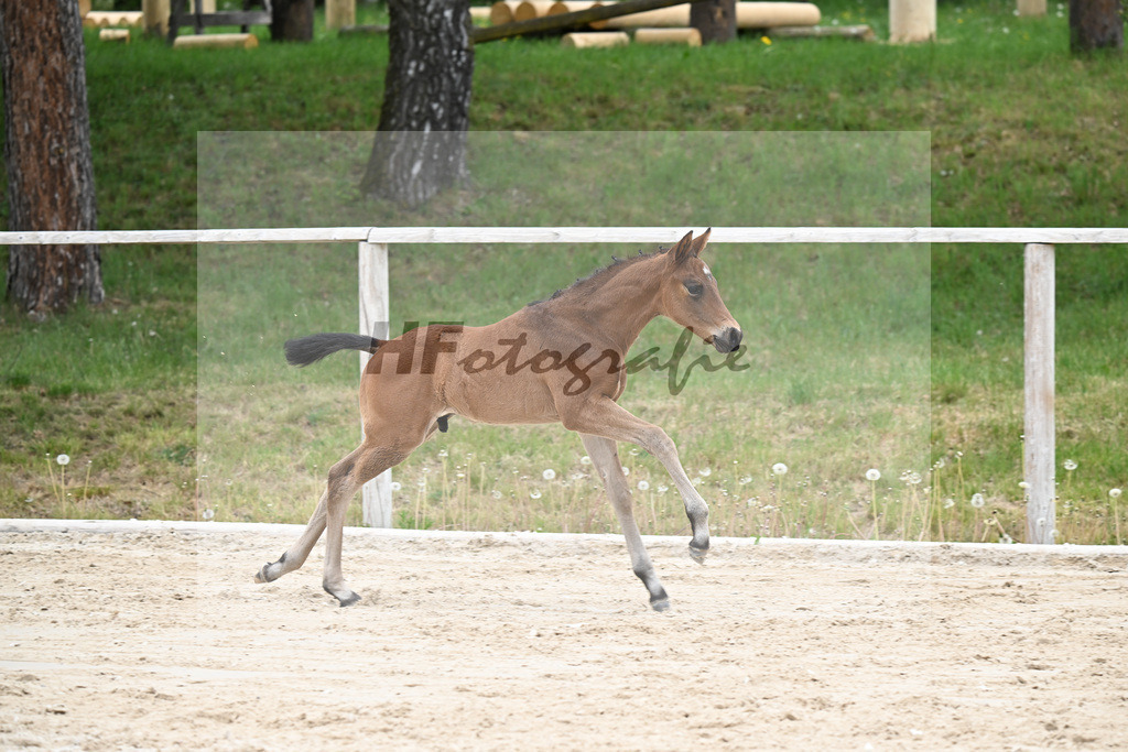 Kat-Nr. 27 HF Bonds in Gold x Dantano_Lechl_24260414 | hf-fotografie - Realisiert mit Pictrs.com