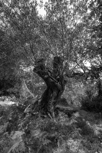 Olive Baum / Olea europaea, Olivia / Olive tree | Kreative Fotografie von Fotoloft-MaciejRusinek aus Frankfurt am Main. Große Motivauswahl in individuell ausgewählten Formaten auf unterschiedlichen Materialien. Bestellen bequem online.
Preise sind variable, je nach Material und Größe. 
 - Realisiert mit Pictrs.com