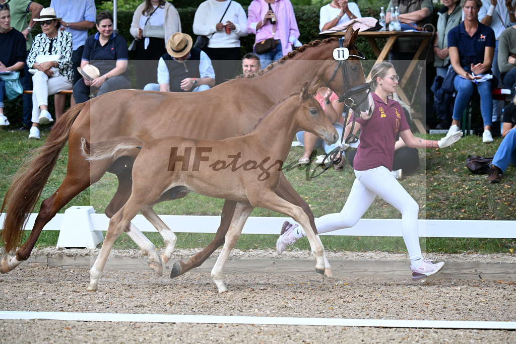 Kat-Nr. 11 Va Bene x Sezuans Donnerhall_HF_Boehm_29250403 | hf-fotografie - Realizzato con Pictrs.com