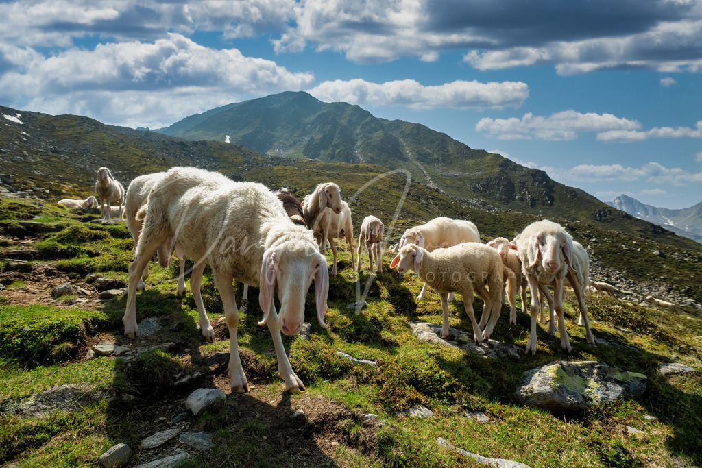 Schafe | Schafe in den Stubaier Alpen