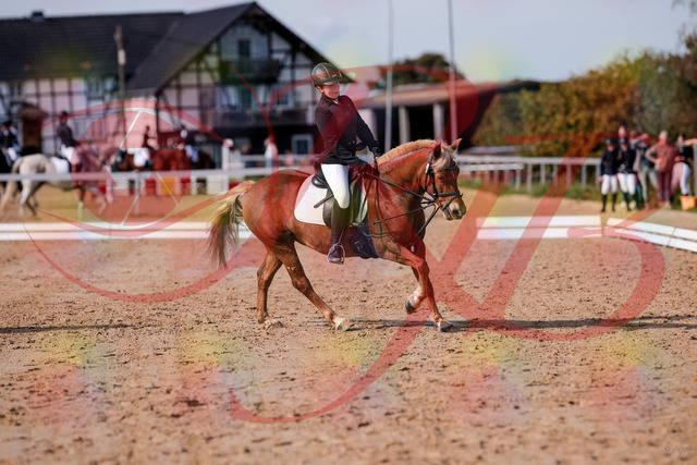 2026_10_03_Siefer-Hof_122448_Z81_25194660 | Professionelle Reitsport-, Turnier- und Eventfotografie von Robert Broda. Galerien mit ausgewählten und bearbeiteten Bildern direkt online ansehen und bestellen.