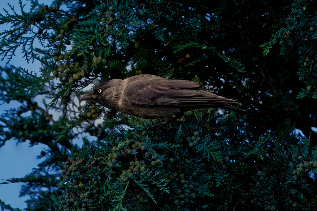Dohle im Wacholderbaum: Nahaufnahme eines Rabenvogels im Abendlicht | Dieses stimmungsvolle Bild zeigt eine Dohle (Corvus monedula) in einer dichten Konifere, wahrscheinlich einem Wacholderbaum, vor dem blassen Abendhimmel. Die Dohle, ein kleinerer Vertreter der Rabenvögel, besticht durch ihr dunkles Gefieder, das durch leicht graue Partien am Kopf und Nacken akzentuiert wird.Besonders auffällig sind die hellen, durchdringenden Augen, die dem Vogelporträt einen intensiven Ausdruck verleihen. Die Nahaufnahme fängt die Textur der Federn und die Struktur des dunkelgrünen Baumes präzise ein. Eine exzellente Tierfotografie für Themen wie heimische Vogelwelt, Rabenvögel oder die Magie der Dämmerung in der Natur.