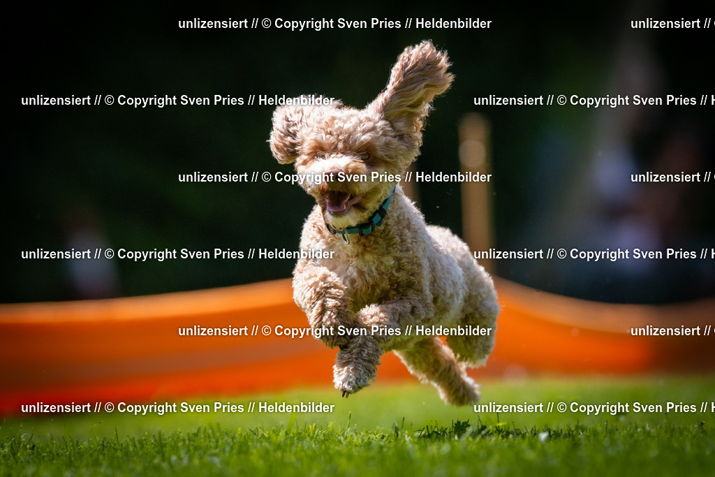 Sven Pries | 2025-08-10 - Hunderennen Durlach - Realisiert mit Pictrs.com