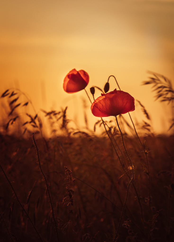 Mohn im Sonnenuntergang | Wir machen aus Ihren Bildern Erinnerungen für die Ewigkeit | Hochwertige Fotografien für Ihr zu Hause. - Realisiert mit Pictrs.com